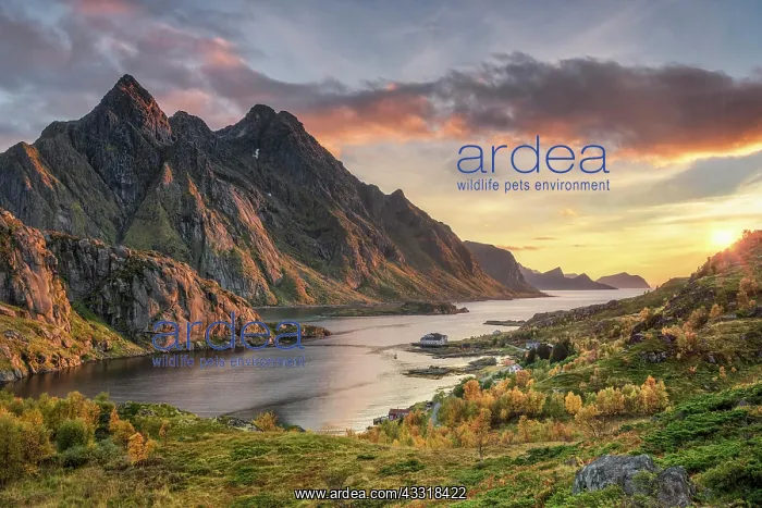 : Sunset over the autumnal Stone Fjord, in the background : Sunset over the autumnal Stone Fjord, in the background