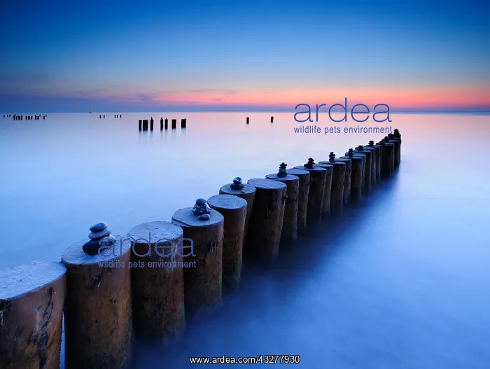 : Sunset at the Baltic Sea, cairns on groyne, Weststrand : Sunset at the Baltic Sea, cairns on groyne, Weststrand