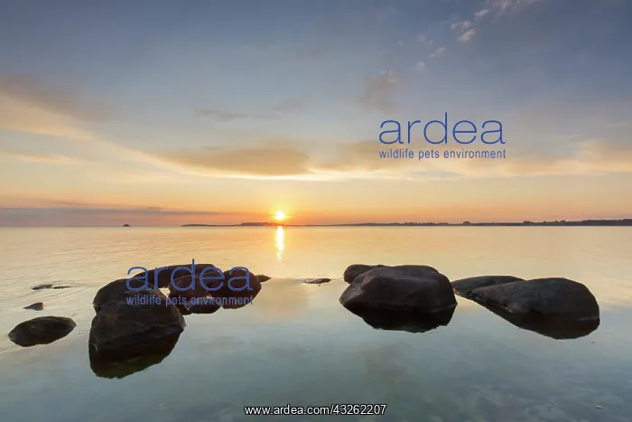 : Sunset at the Baltic sea - Island of Ruegen - Germany : Sunset at the Baltic sea - Island of Ruegen - Germany