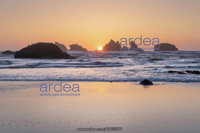 : Sunset on Bandon Beach at low tide, Bandon, , Oregon : Sunset on Bandon Beach at low tide, Bandon, , Oregon