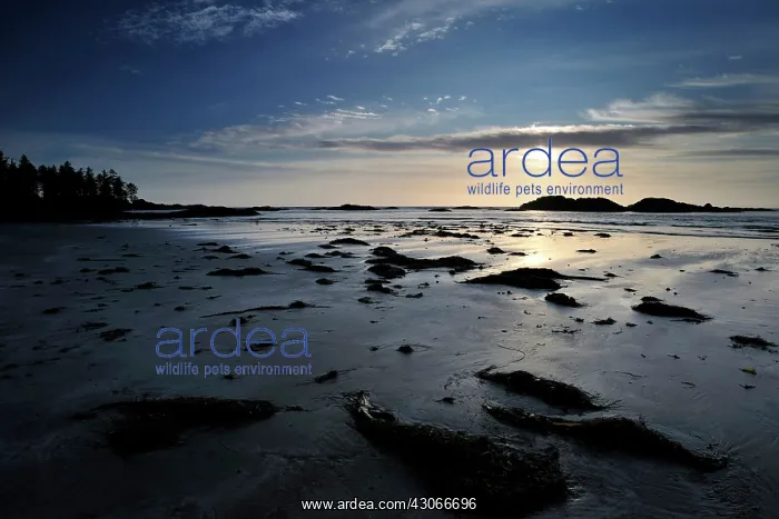 : Sunset at beach : Sunset at beach