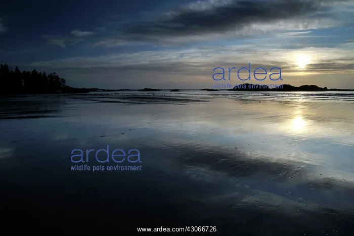 : Sunset at beach : Sunset at beach
