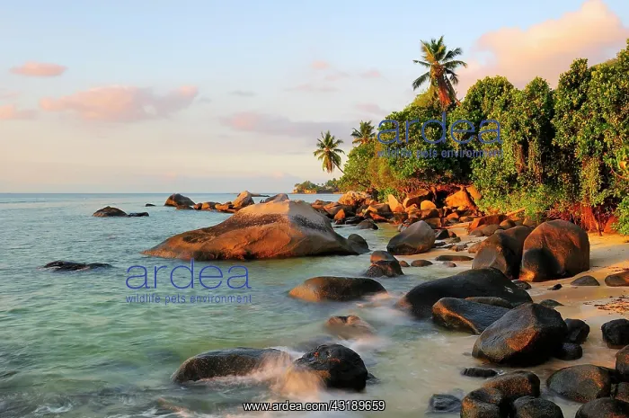 : Sunset on the beach of Anse Forbans, Mahs Island : Sunset on the beach of Anse Forbans, Mahs Island