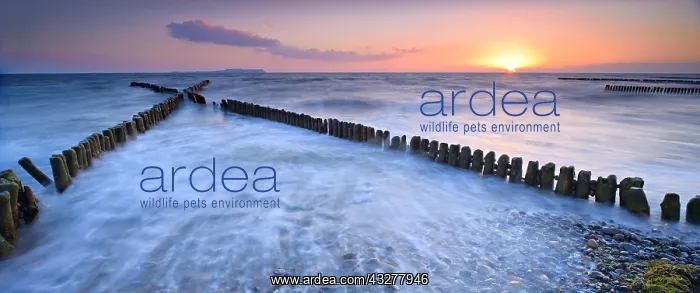 : Sunset at the beach of the Baltic Sea, crossing : Sunset at the beach of the Baltic Sea, crossing