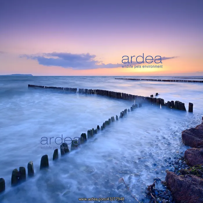 : Sunset at the beach of the Baltic Sea, crossing : Sunset at the beach of the Baltic Sea, crossing