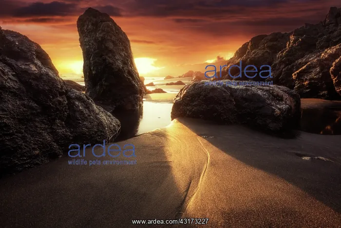 : Sunset on the beach of Bois Blanc between Saint-Leu : Sunset on the beach of Bois Blanc between Saint-Leu