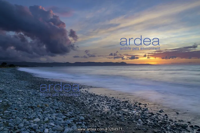 : Sunset at the beach, Chrysochou Bay, Paphos, Republic : Sunset at the beach, Chrysochou Bay, Paphos, Republic