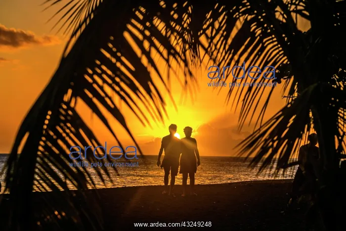 : Sunset on the beach under palm trees by the sea : Sunset on the beach under palm trees by the sea