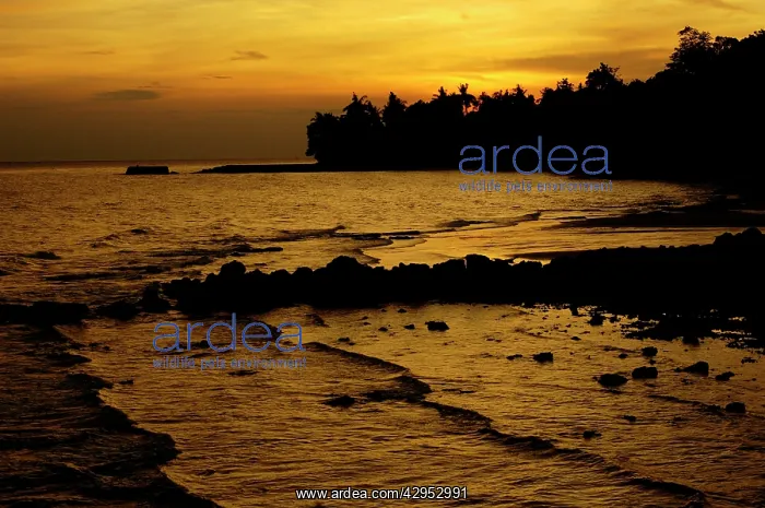: Sunset over a beach and rainforest on slopes of : Sunset over a beach and rainforest on slopes of