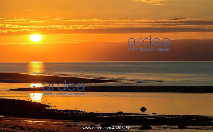 : Sunset at the beach, Wadden Sea, Brewster, Cape : Sunset at the beach, Wadden Sea, Brewster, Cape