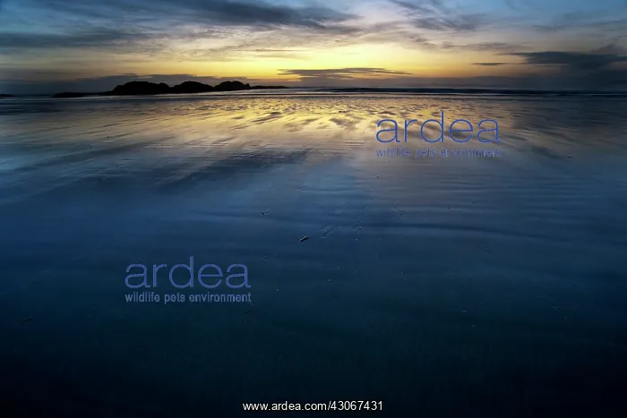 : Sunset at beach with water withdrawing : Sunset at beach with water withdrawing