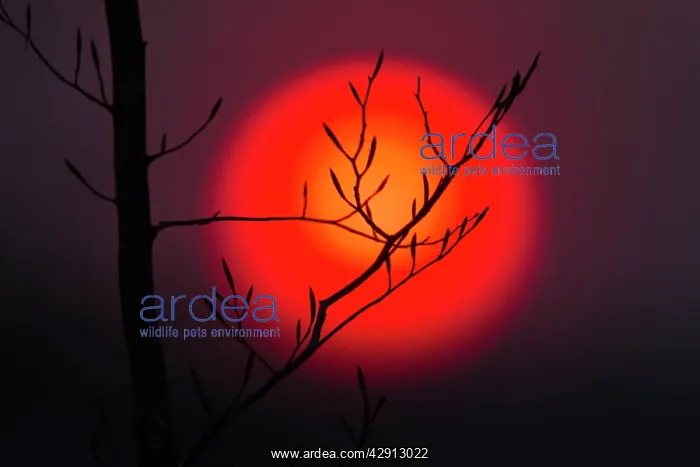 : Sunset - Beech Twig and Setting Sun : Sunset - Beech Twig and Setting Sun