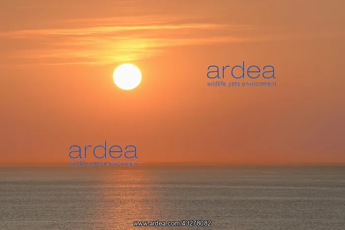 : Sunset over calm sea, Wangerooge, East Frisian Islands : Sunset over calm sea, Wangerooge, East Frisian Islands