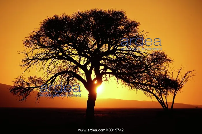 : Sunset, Camel thorn (Vachellia erioloba) near Dune : Sunset, Camel thorn (Vachellia erioloba) near Dune
