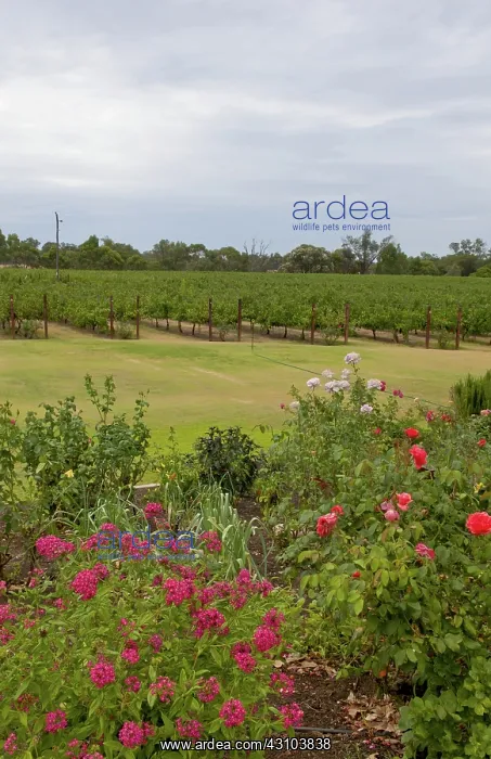 : Sunset in Capel Vale Winery, Australia : Sunset in Capel Vale Winery, Australia