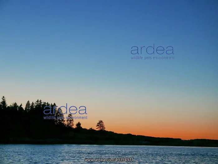 : Sunset, Casco Bay, from water, Maine coast, summer : Sunset, Casco Bay, from water, Maine coast, summer
