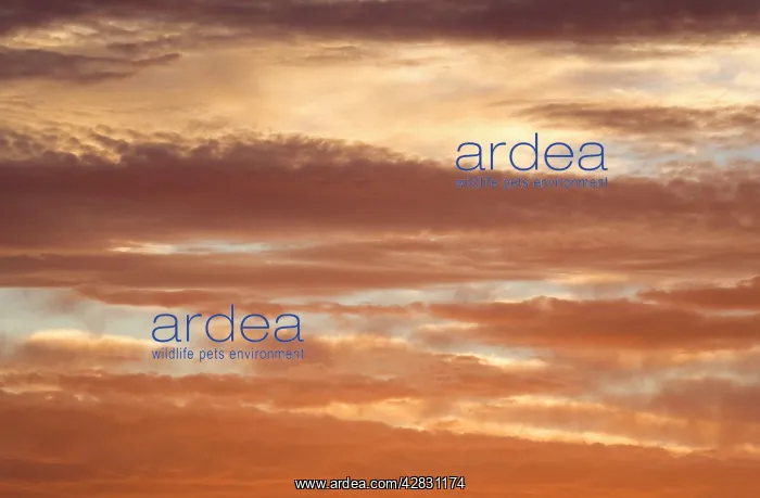  : Sunset Clouds