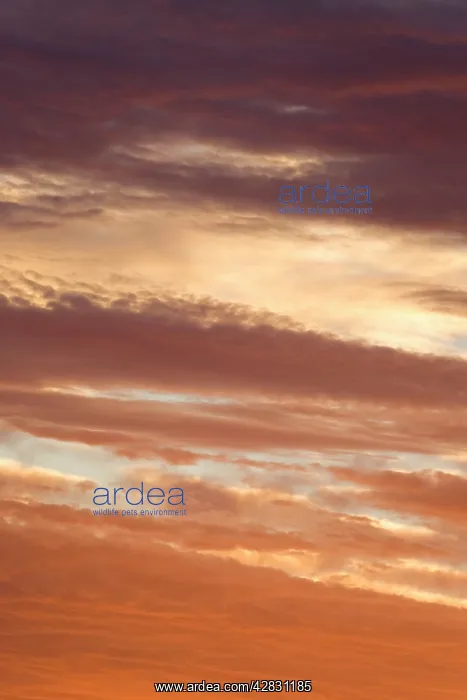  : Sunset Clouds