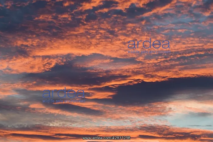  : Sunset Clouds