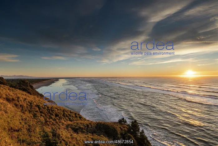 : Sunset clouds over Benson Beach at Cape Disappointment State : Sunset clouds over Benson Beach at Cape Disappointment State