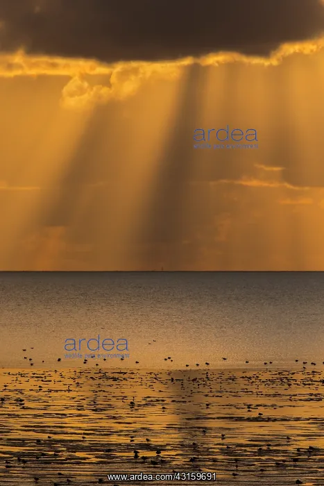  : Sunset with clouds and sunrays at the Waddensea at low tide