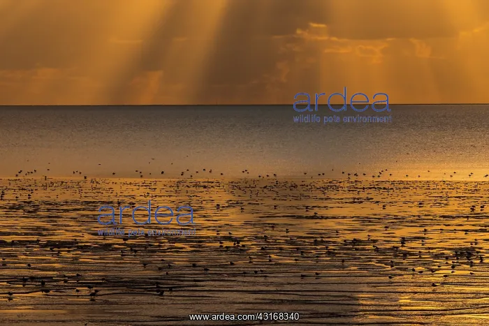 : Sunset with clouds and sunrays at the Waddensea at low tide : Sunset with clouds and sunrays at the Waddensea at low tide
