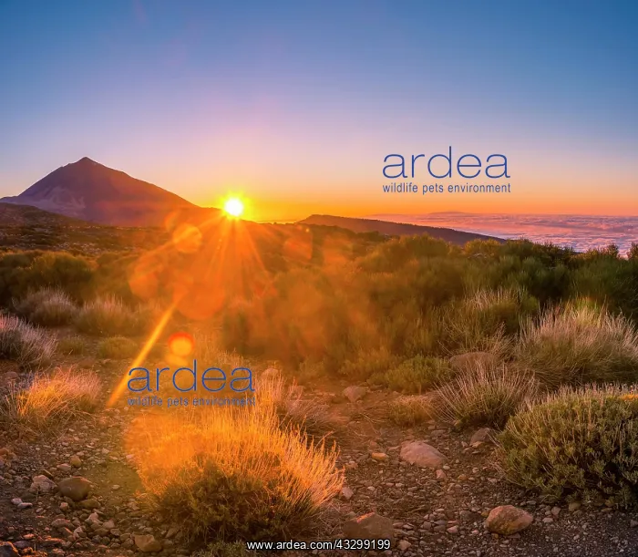 : Sunset, cloudy sky, Volcano Teide and volcano landscape : Sunset, cloudy sky, Volcano Teide and volcano landscape