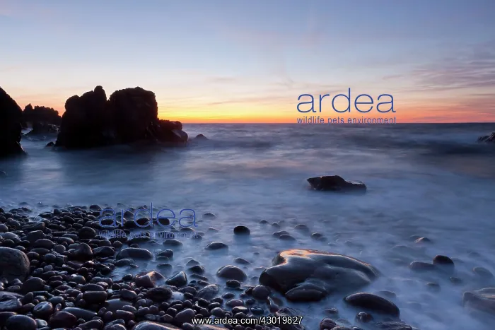 : Sunset at the coast with rocks and cliffs : Sunset at the coast with rocks and cliffs