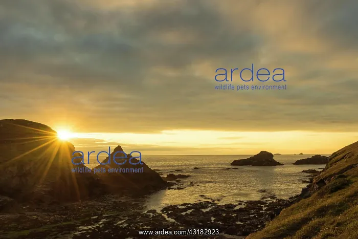 : Sunset in the coastal landscape near Bedruthan Steps : Sunset in the coastal landscape near Bedruthan Steps