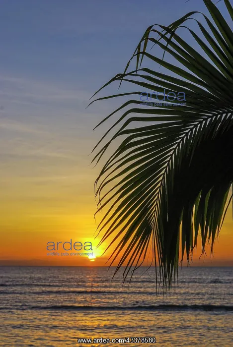 : Sunset on the Coastline of the Island Ile Sainte : Sunset on the Coastline of the Island Ile Sainte