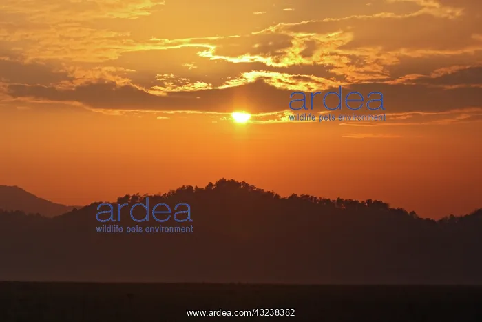 : Sunset in Coebett National Park, Corbett : Sunset in Coebett National Park, Corbett