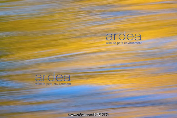 : Sunset colors and trees reflecting on Snake River : Sunset colors and trees reflecting on Snake River