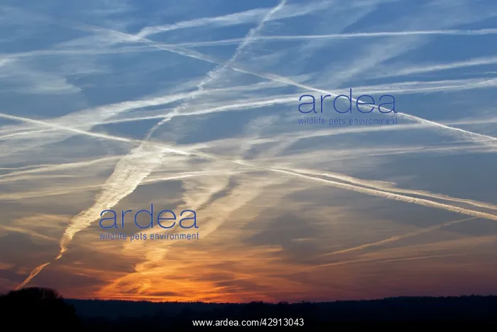 : Sunset with Condensation / Vapour Trails - from airliners : Sunset with Condensation / Vapour Trails - from airliners
