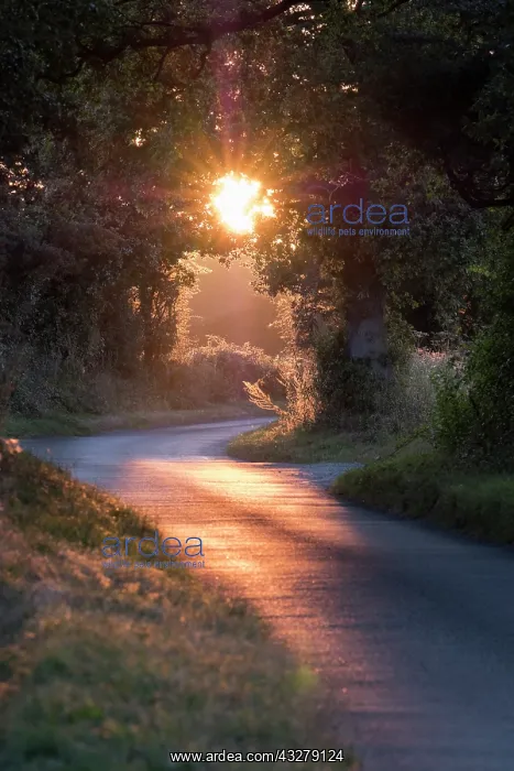 : Sunset in country lane - Norfolk UK : Sunset in country lane - Norfolk UK