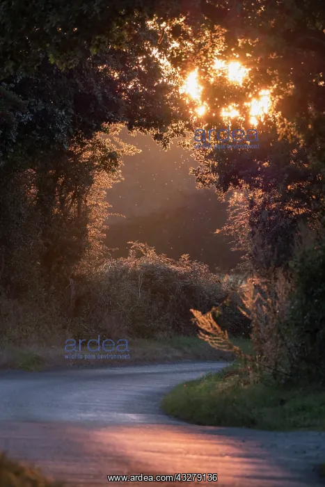 : Sunset in country lane - Norfolk UK : Sunset in country lane - Norfolk UK