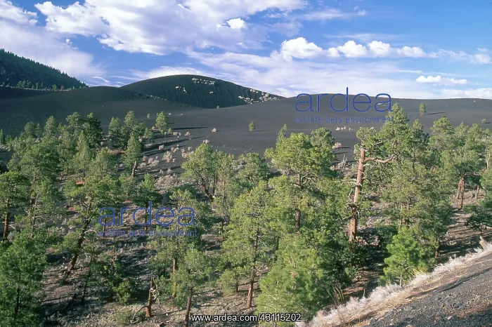 : Sunset Crater National Monument : Sunset Crater National Monument