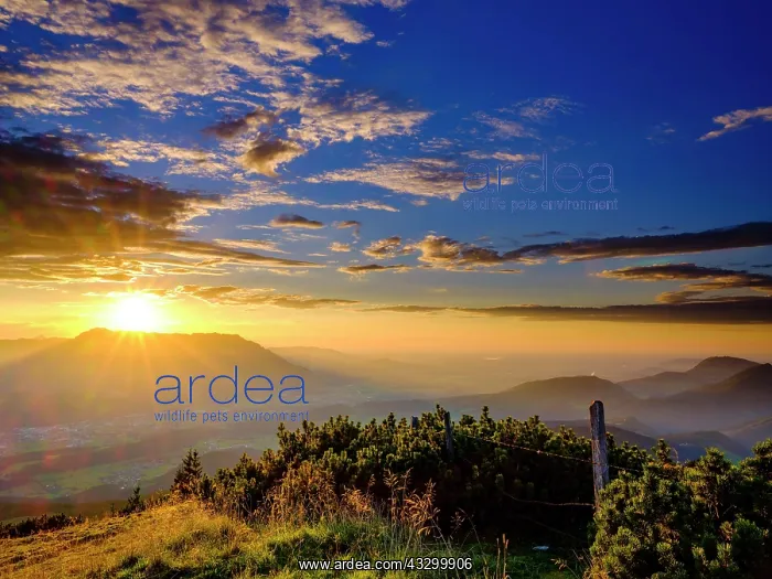  : Sunset with cumulus cloud (Cumulus) over the Untersberg