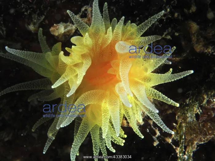 : Sunset cup coral (Leptopsammia pruvoti). Dive site : Sunset cup coral (Leptopsammia pruvoti). Dive site