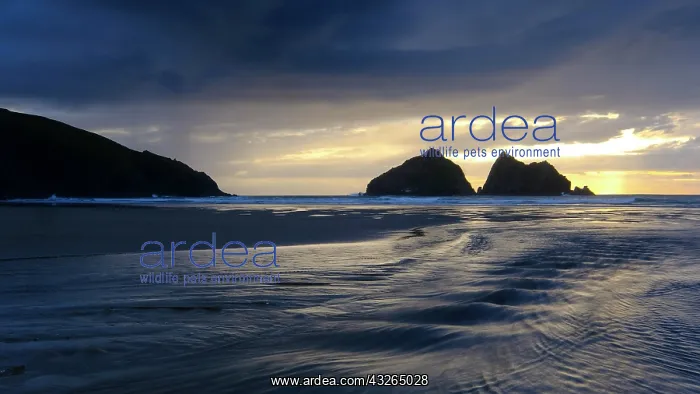: Sunset behind dark clouds, Holywell Beach, Holywell : Sunset behind dark clouds, Holywell Beach, Holywell