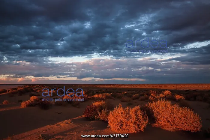 : Sunset on desert around Lake Eyre : Sunset on desert around Lake Eyre