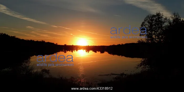 : Sunset, Detroit Lakes, Minnesota, USA, North America : Sunset, Detroit Lakes, Minnesota, USA, North America