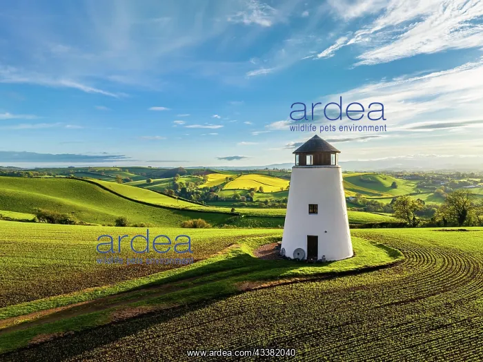 : Sunset over Devon Windmill from a drone, fields : Sunset over Devon Windmill from a drone, fields