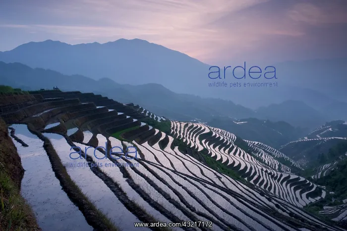 : sunset at Dragon's Backbone Rice Terraces : sunset at Dragon's Backbone Rice Terraces