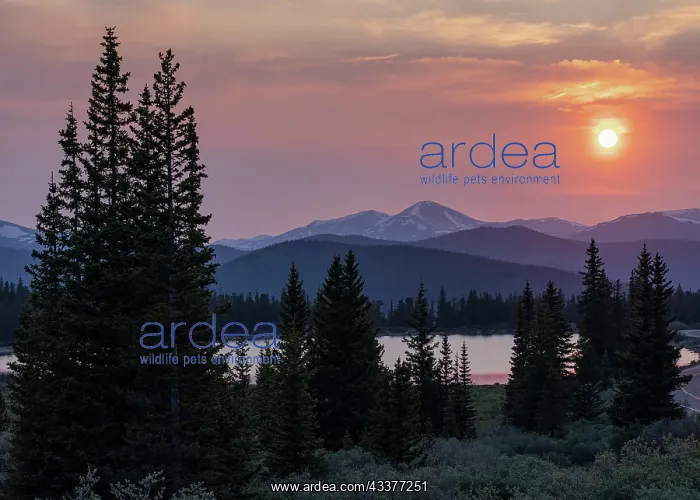 : Sunset on Echo Lake, Mount Evans Scenic and Historic : Sunset on Echo Lake, Mount Evans Scenic and Historic