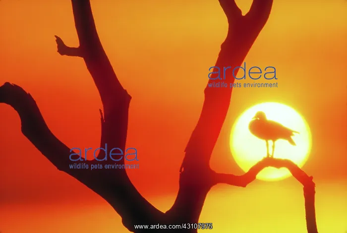: Sunset with Egyptian goose : Sunset with Egyptian goose