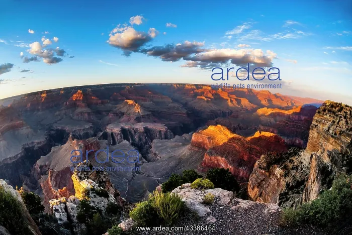 : Sunset, evening mood, Hopi Point, Grand Canyon National : Sunset, evening mood, Hopi Point, Grand Canyon National