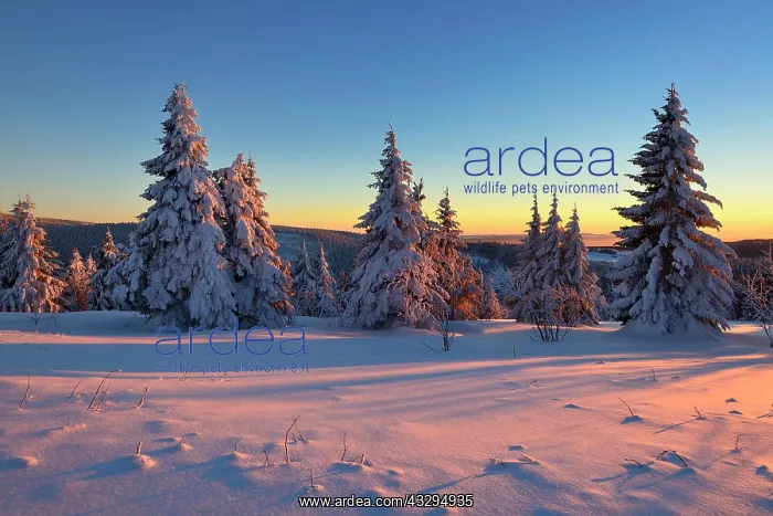 : Sunset at Fichtelberg, spruces covered in snow : Sunset at Fichtelberg, spruces covered in snow