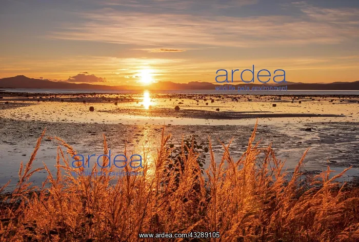 : Sunset over a fjord, mountain range in the back : Sunset over a fjord, mountain range in the back