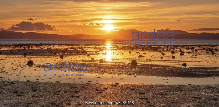 : Sunset over a fjord, mountain range in the back : Sunset over a fjord, mountain range in the back