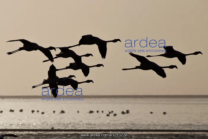  : before sunset flamingos fly to reach protected areas where t
